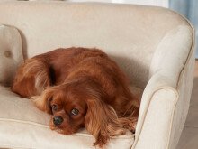 Tiersofa >Big I< in Austernfarbig aus Kunststoff -...