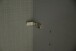Schwebetürenschrank >Tonie< in Graphit Flagstaff Eiche - 300x218x65cm (BxHxT)