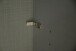 Schwebetürenschrank >Tonie< in Graphit Flagstaff Eiche - 300x218x65cm (BxHxT)