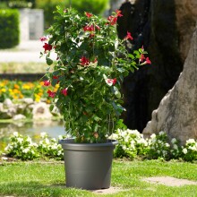 Blumentopf >Geo< in anthrazit/grau, Polypropylen - 41x55cm (HxD)