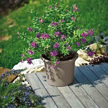 Blumentopf >Geo< in taupe, Polypropylen - 55x41x55x55cm (BxHxTxD)