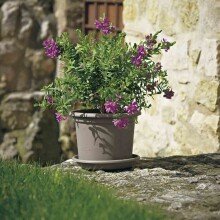 Blumentopf >Geo< in taupe, Polypropylen - 55x41x55x55cm (BxHxTxD)