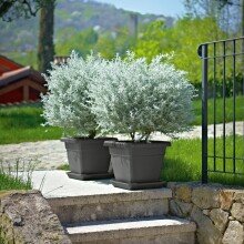 Blumentopf >Krea< in anthrazit, Polypropylen -...