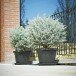 Blumentopf >Krea< in anthrazit, Polypropylen - 39x34x39cm (BxHxT)