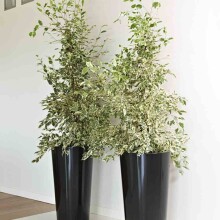 Übertopf >TUIT< in anthrazit, Polypropylen - 33x61x33x33cm (BxHxTxD)