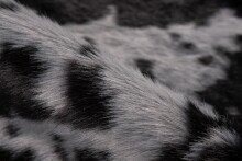 Teppich >Desert< in Schwarz / Weiß, 100% Polyester - 230x160cm (LxB)