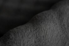 Teppich >Hailey< in Schwarz, 100% Polyester - 290x200cm (LxB)