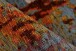 Teppich >Primavera< in Multi / Rot - 180x120 (LxB)