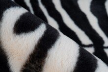 Teppich >Rabbit Animal< in Schwarz / Weiß, 100% Polyester - 160x120cm (LxB)