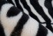 Teppich >Rabbit Animal< in Schwarz / Weiß, 100% Polyester - 160x120cm (LxB)