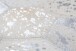 Teppich >Spark< in Grau / Silber, 100% Leder - 170x120cm (LxB)
